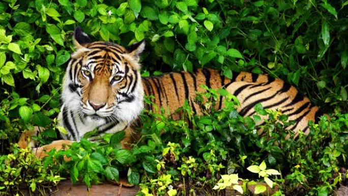 孟加拉虎在森林中休息