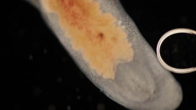 显微镜下的涡虫 (扁虫)。