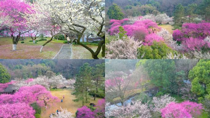 杭州植物园灵峰探梅梅花风景视频素材