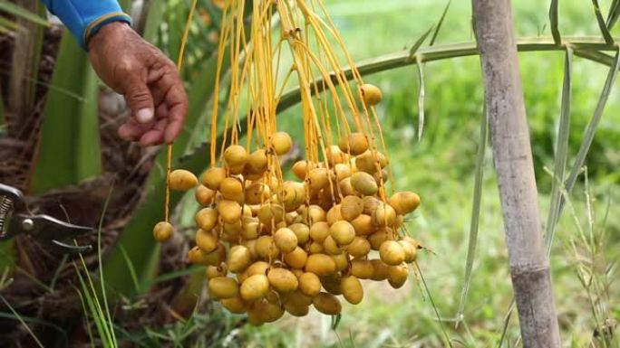 有机农场树上的新鲜椰枣树 (Phoenix dactylifera) 花束。