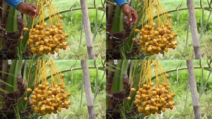 有机农场树上的新鲜椰枣树 (Phoenix dactylifera) 花束。