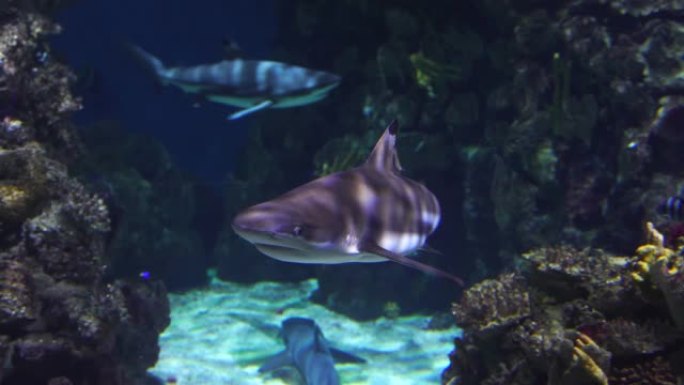 鲨鱼在珊瑚礁周围游泳，朝着相机水下潜水