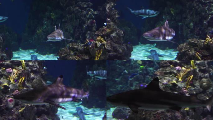 鲨鱼在珊瑚礁周围游泳，朝着相机水下潜水