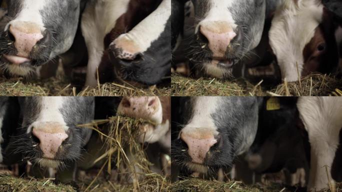 棕色和黑色的母牛在瑞士的一个木制谷仓里吃干草。