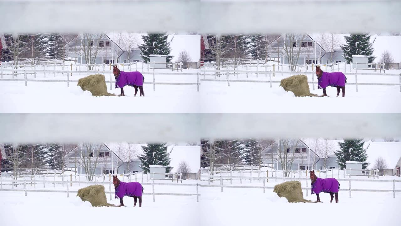 一匹棕色的马，上面覆盖着紫色的布