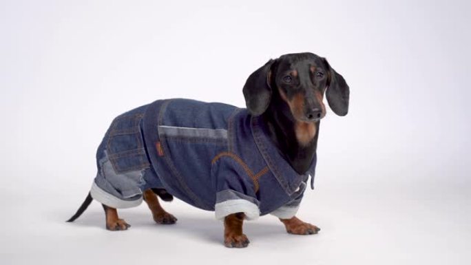一只可爱的腊肠狗的肖像，黑色和棕色，穿着温暖的蓝色牛仔工作服，孤立在灰色背景上