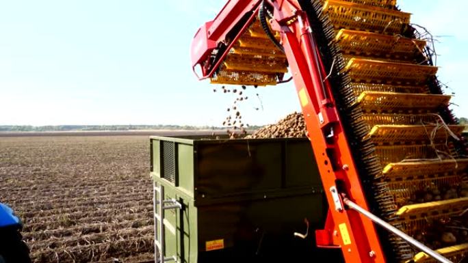 初秋。在农田上收获土豆。一辆特殊的拖拉机挖出土豆，然后倒入卡车的后部。马铃薯块茎在特殊的机器胶带上移