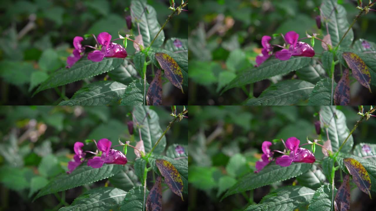 凤仙花腺香脂特写