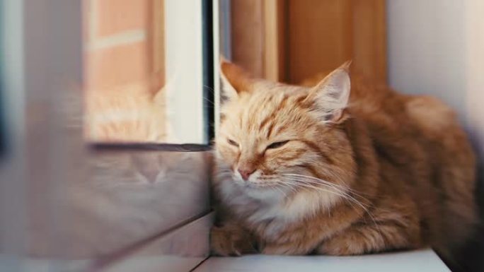 可爱的姜猫在窗台上打瞌睡。特写蓬松宠物的慢动作镜头。