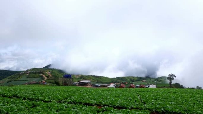 Phu Thap Berk山的白菜田和雾