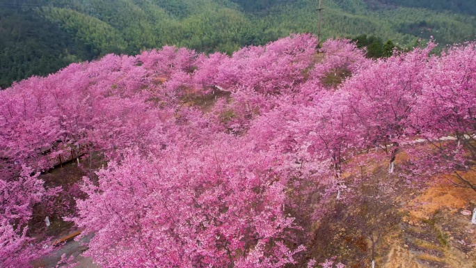 航拍万亩樱花园树林美丽乡村粉红色视频素材
