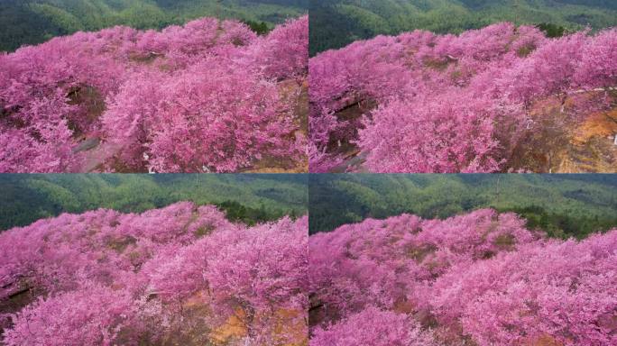 航拍万亩樱花园树林美丽乡村粉红色视频素材