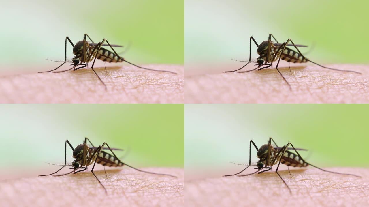 埃及伊蚊。关闭一只蚊子吸食人体血液，
