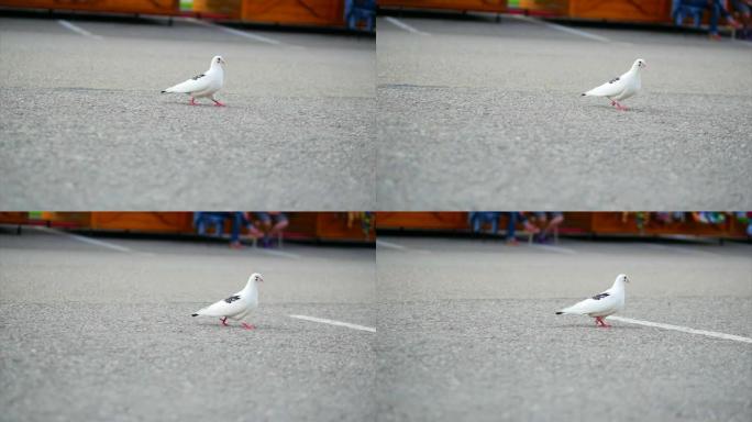 白鸽在公园的沥青上行走。