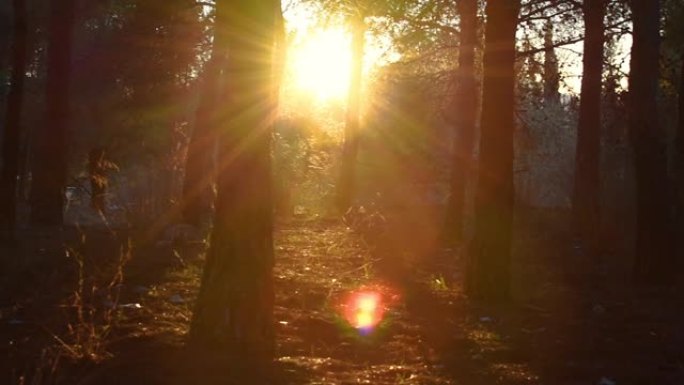森林中的日落阳光，光晕