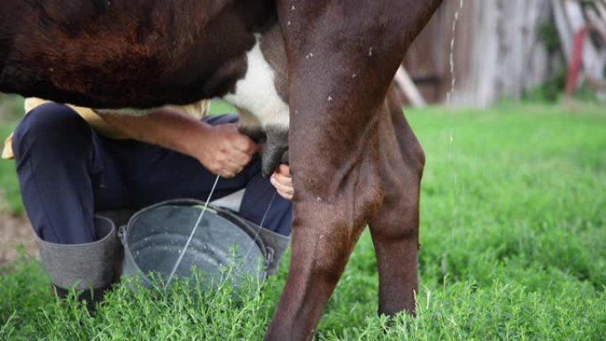 农民用手挤奶。牛小便