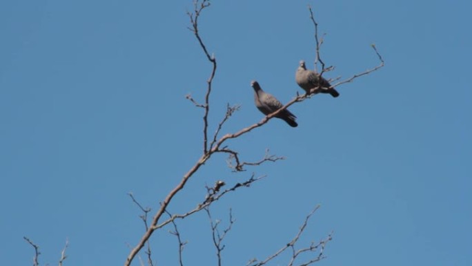 鸽子在求爱中徘徊在树枝上交配