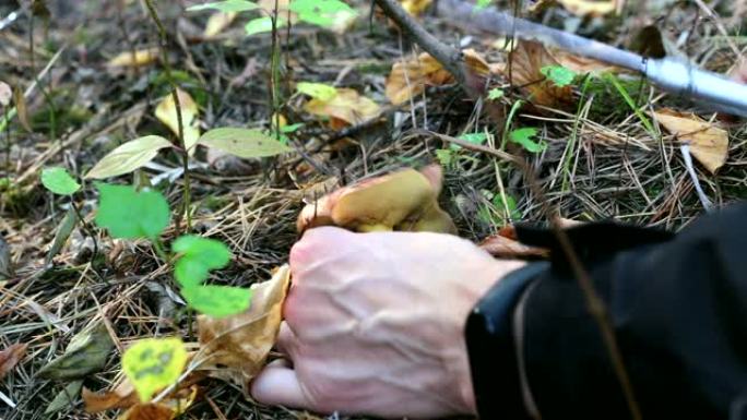 一个人的手切了一个可食用的蘑菇。
