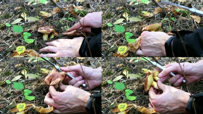 一个人的手切了一个可食用的蘑菇。