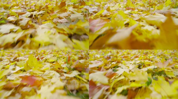 掉落的黄色枫叶躺在绿色的草地上。