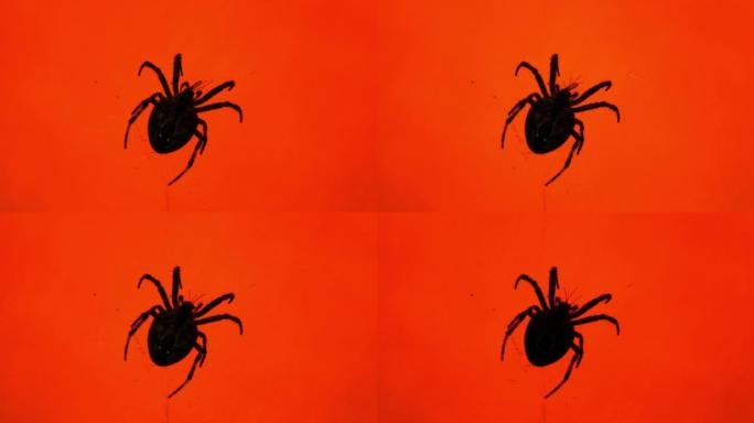 红色背景上的黑蜘蛛