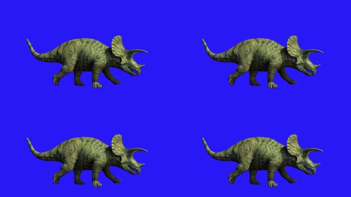 蓝色背景3D渲染上的三角龙恐龙
