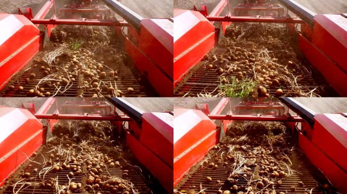 初秋。在农田上收获土豆。拖拉机是一台特殊的机器，可以挖出土豆并将其倒入卡车的后部