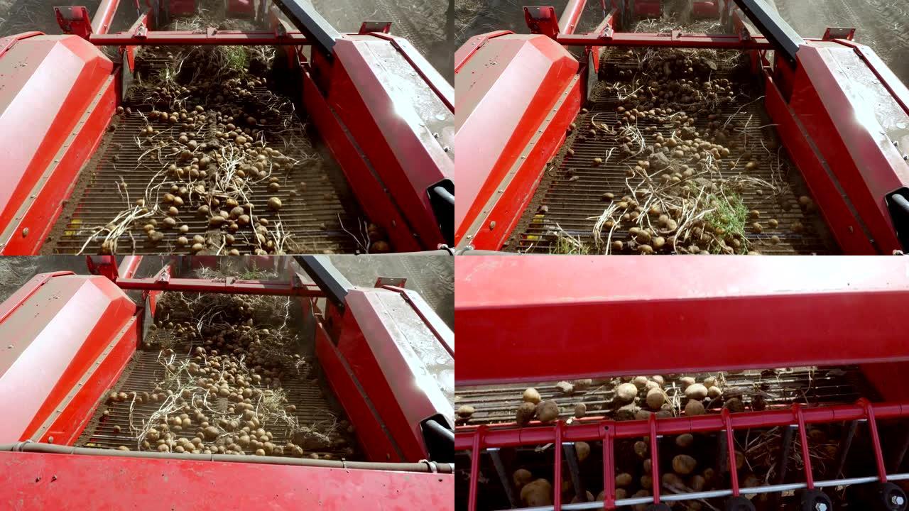 初秋。在农田上收获土豆。一辆特殊的拖拉机挖出土豆，然后倒入卡车的后部。马铃薯块茎在特殊的机器胶带上移
