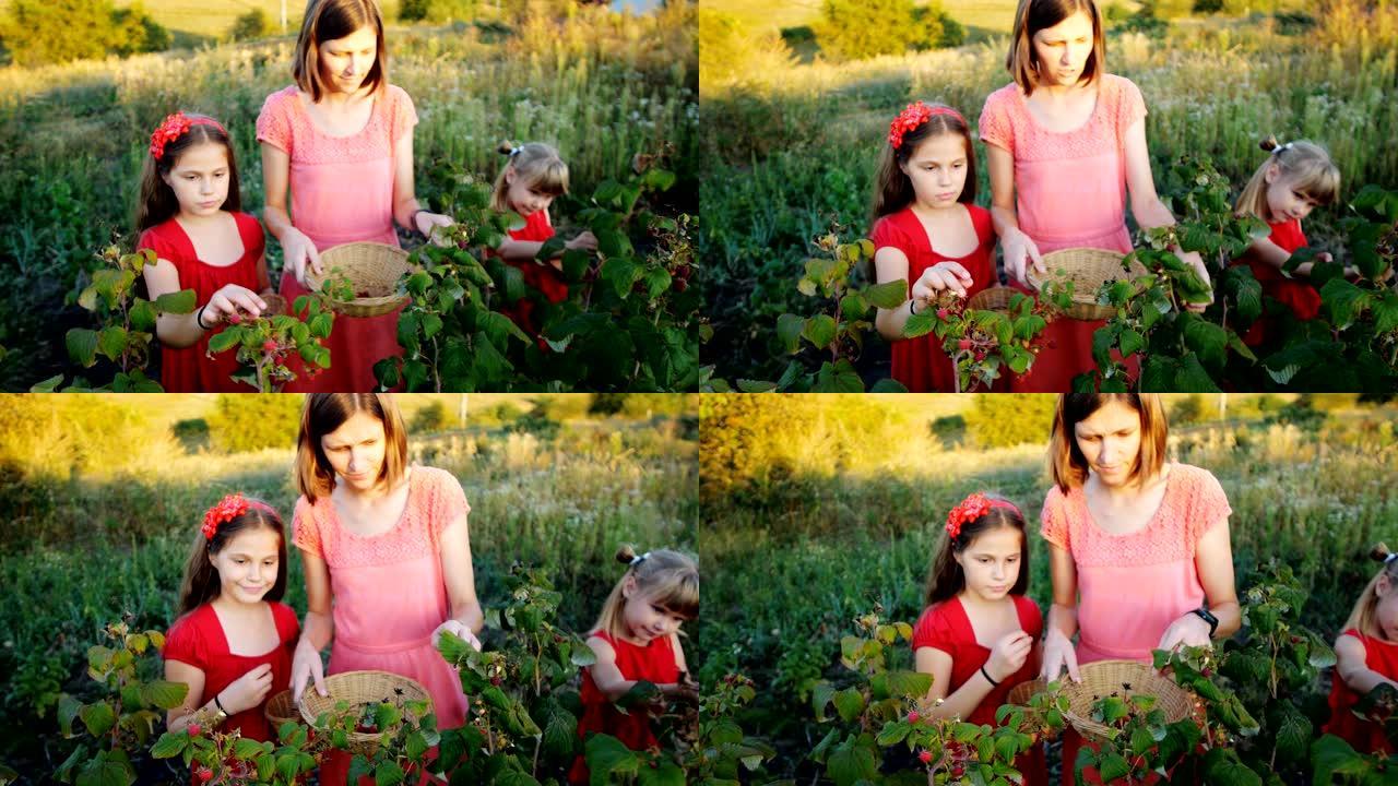 慢镜头女人和女孩们在花园里摘熟了的红色多汁的覆盆子
