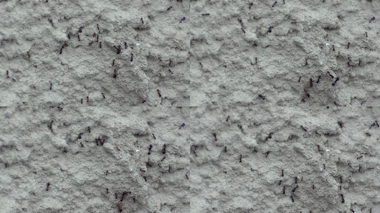 黑色的大蚂蚁，红色的小蚂蚁，一只翅膀在灰色的石头表面上爬行