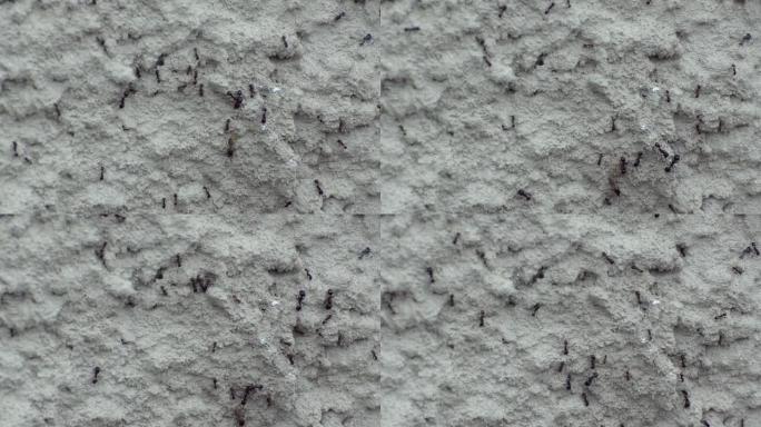 黑色的大蚂蚁，红色的小蚂蚁，一只翅膀在灰色的石头表面上爬行