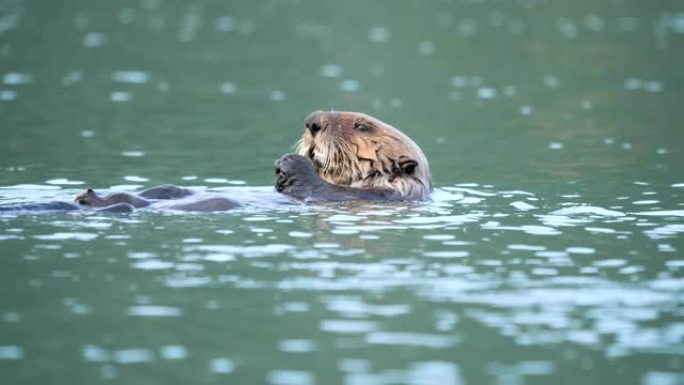 海獭