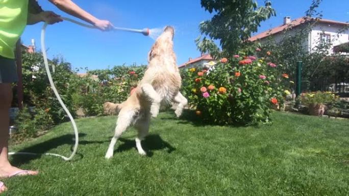 快乐的狗在后院玩水。