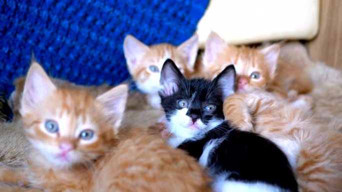 蓬松可爱的四只小猫躺在家里的沙发上，同时四处看看也很有趣