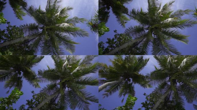 带有椰子的热带棕榈树在风中摇摆。蓝天。异国植物。海滩。马尔代夫。