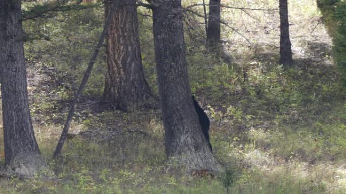 黑熊在黄石公园的树干上挠背