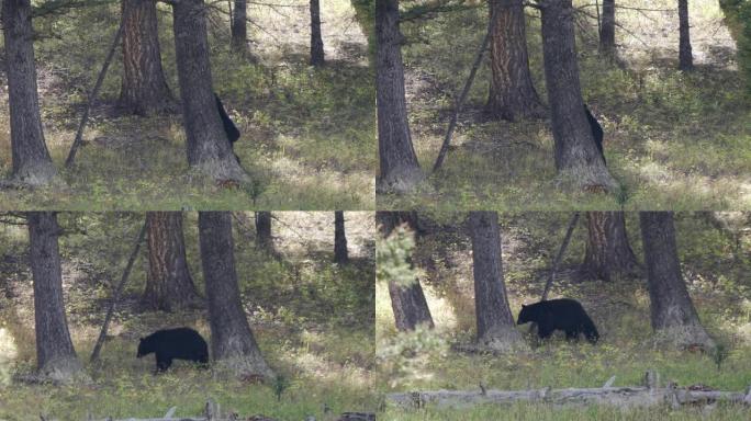黑熊在黄石公园的树干上挠背