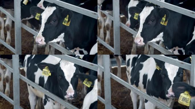 小牛，小摊上的小牛。乡下的牛棚。牛屋里有很多奶牛。小牛们的情绪。农业