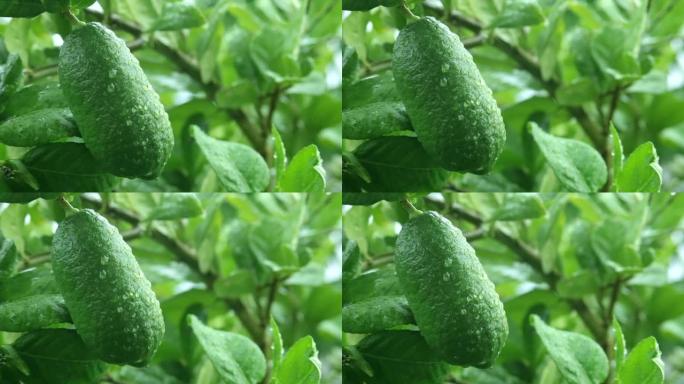 早上下雨后花园里的绿色柠檬