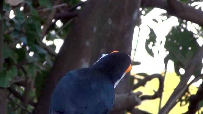 异国情调的鸟类喂养。托科巨嘴鸟 (Ramphastos Toco)，也被称为自然栖息地的常见或巨型巨