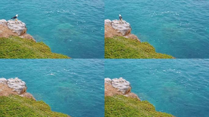悬崖上的海鸥飞向大海