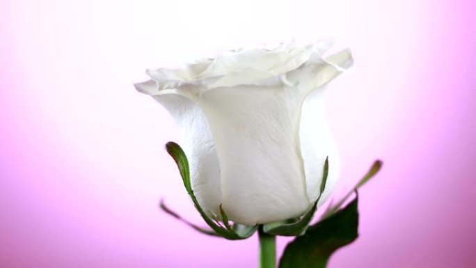 白色玫瑰花旋转特写粉色背景。爱的象征。情人节卡片设计。