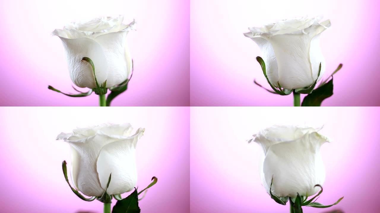 白色玫瑰花旋转特写粉色背景。爱的象征。情人节卡片设计。