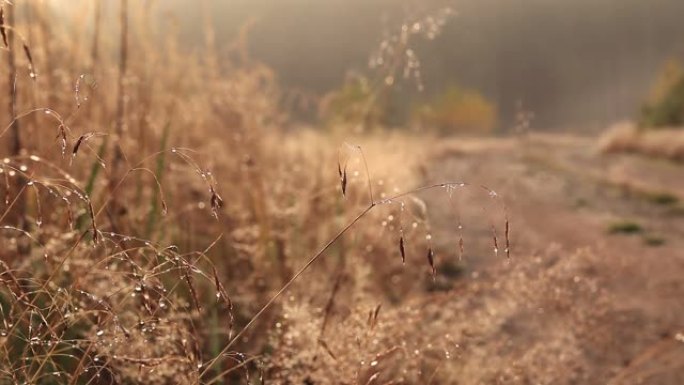 背光视频带露水的秋草