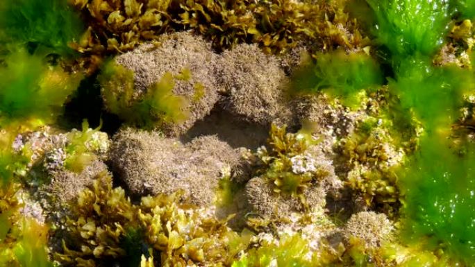 海水中被绿色海藻包围的灰色珊瑚礁
