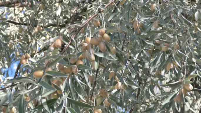 成熟的胡颓子果实、俄罗斯橄榄 (elaeagnus angustifolia) 树和果实、