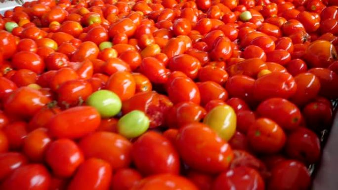 许多新鲜西红柿在农业番茄植物的传送带上快速移动