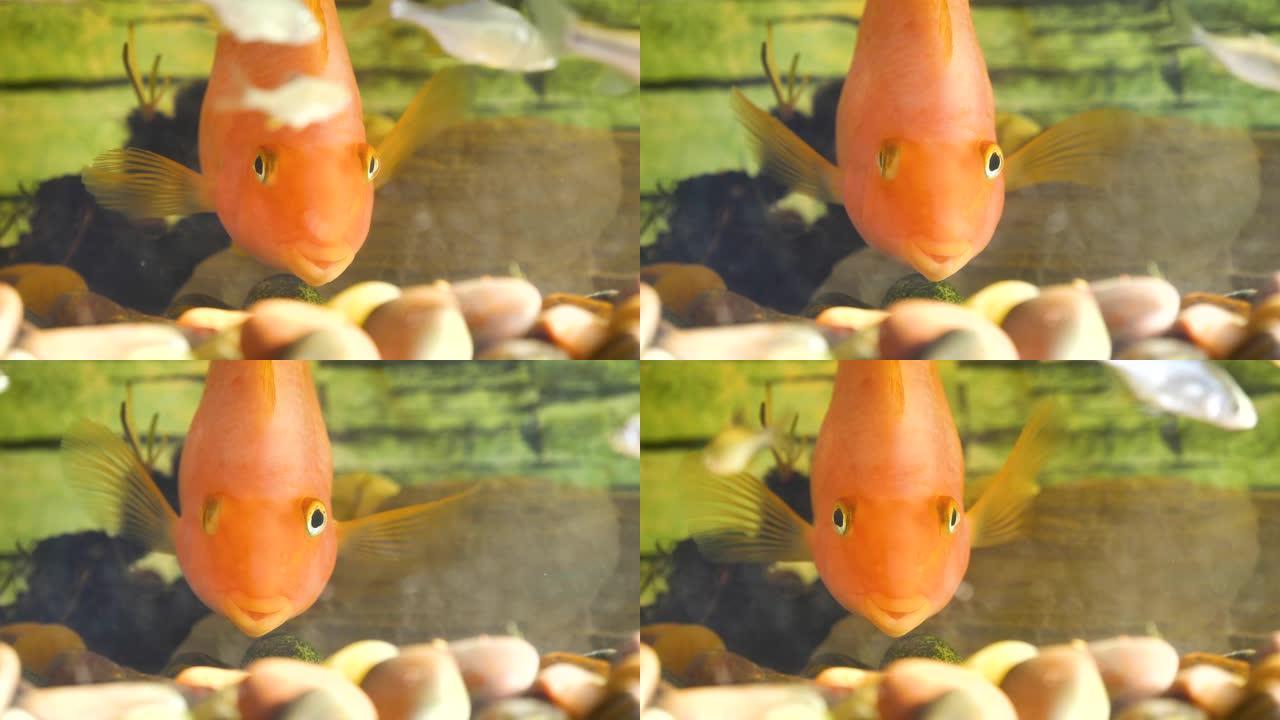 红鹦鹉 (血鹦鹉丽鱼科鱼) 在淡水中游泳，这是一种人工繁殖的水族馆鱼，在自然界中找不到。在英语国家，