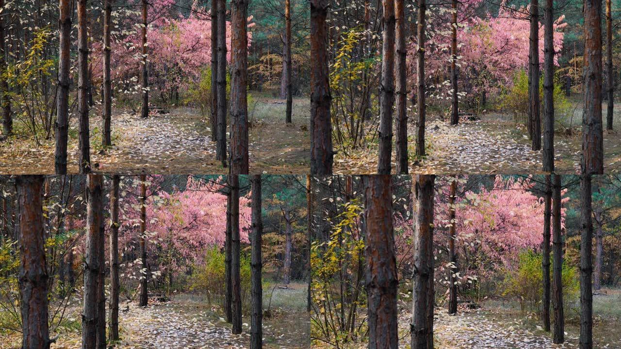 秋天森林背景运动凸轮中的粉红树