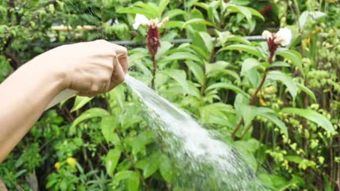 女人的手在家里用软管浇灌一棵树。植树，保护自然，可持续，可持续，环境，自然。慢动作